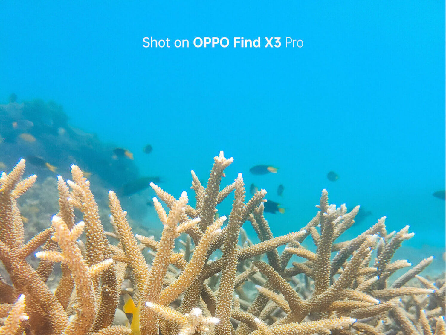 OPPO Brings The Great Barrier Reef Into Aussie Homes
