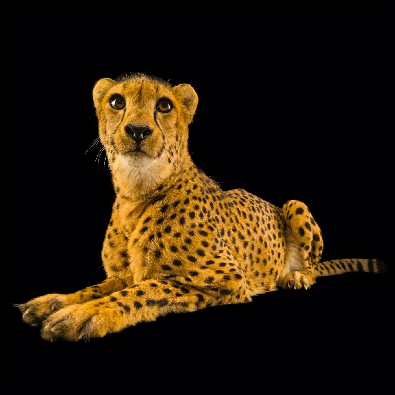  Comprehensive Insights on Loan Cheetah Reviews: Your Guide to Smart Borrowing